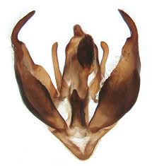 Attēlu rezultāti vaicājumam “Parasemia plantaginis male”