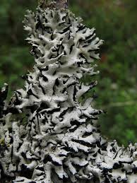 Attēlu rezultāti vaicājumam “Hypogymnia physodes”