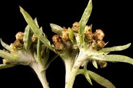 Attēlu rezultāti vaicājumam “Gnaphalium uliginosum leaf”