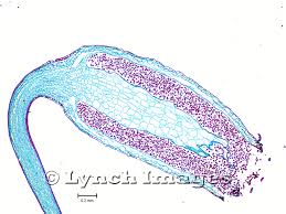 Attēlu rezultāti vaicājumam “Mnium”