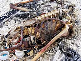 Image result for albatross dead chick