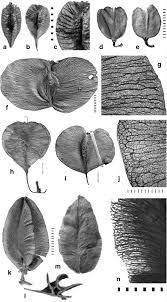 Attēlu rezultāti vaicājumam “Haloragaceae”