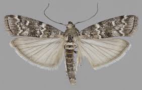 Attēlu rezultāti vaicājumam “Dioryctria abietella”