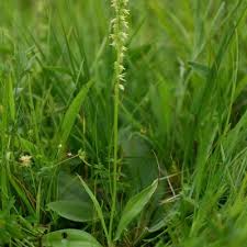 Attēlu rezultāti vaicājumam “Herminium monorchis flower”