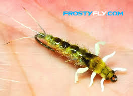 Attēlu rezultāti vaicājumam “Ephemera sp.”