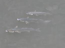 Image result for Chelon ramada