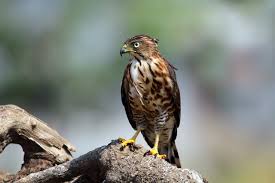 Image result for Goshawks G C