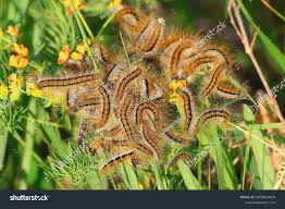 Attēlu rezultāti vaicājumam “Malacosoma castrensis male”