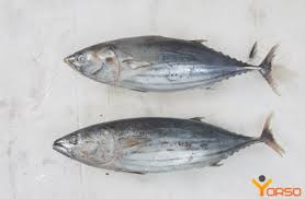 Image result for Katsuwonus pelamis