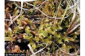 Attēlu rezultāti vaicājumam “Meesia triquetra”