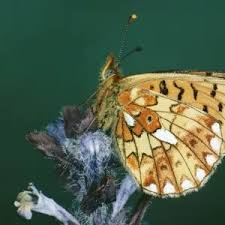 Attēlu rezultāti vaicājumam “Clossiana euphrosyne underside”