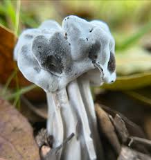 Attēlu rezultāti vaicājumam “Hypomyces armeniacus”