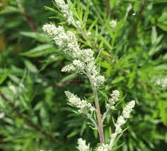 Image result for Artemisia vulgaris