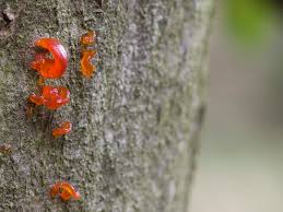 Attēlu rezultāti vaicājumam “Anthostoma decipiens”