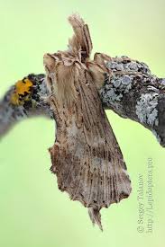 Attēlu rezultāti vaicājumam “Pterostoma palpina”