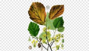 Attēlu rezultāti vaicājumam “Hamamelis vernalis leaf”