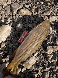 Image result for Cyprinus multitaeniatus