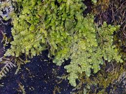 Attēlu rezultāti vaicājumam “Radula complanata sporophyte”