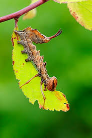Attēlu rezultāti vaicājumam “Stauropus fagi larva”
