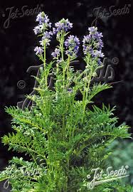 Attēlu rezultāti vaicājumam “Polemonium caeruleum bud”