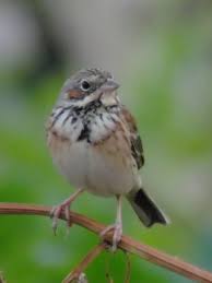 Image result for Emberiza fucata