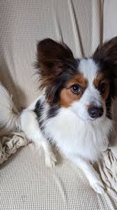 Image result for papillon