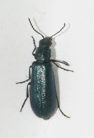 Attēlu rezultāti vaicājumam “Dasytes caeruleus”