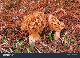 Attēlu rezultāti vaicājumam “Morchella sp.”