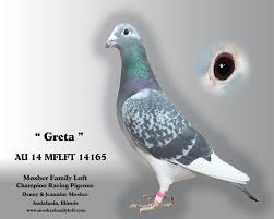 Image result for Abbeyton & Broomfield Racing Pigeons