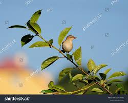 Image result for Hippolais caligata