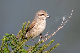 Attēlu rezultāti vaicājumam “Lanius collurio female”