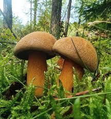 Attēlu rezultāti vaicājumam “Suillus variegatus”