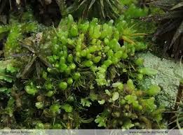 Attēlu rezultāti vaicājumam “Isopaches bicrenatus”