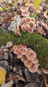 Attēlu rezultāti vaicājumam “Hypholoma lateritium”