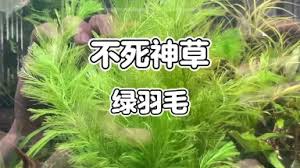 「綠羽毛」的圖片搜尋結果