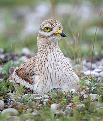 Image result for Burhinus oedicnemus