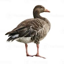 Attēlu rezultāti vaicājumam “Anser anser”