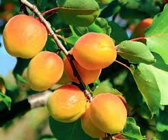 Attēlu rezultāti vaicājumam “Prunus armeniaca fruit”