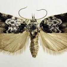 Attēlu rezultāti vaicājumam “Nycteola degenerana”