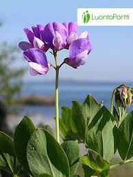 Attēlu rezultāti vaicājumam “Lathyrus japonicus subsp. maritimus fruit”