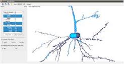 Frontiers | NeuroEditor: a tool to edit and visualize neuronal ...