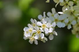 Attēlu rezultāti vaicājumam “Prunus padus var. roseiflora flower”