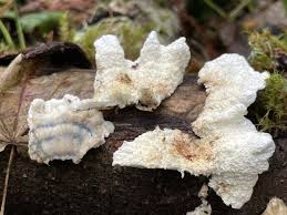 Attēlu rezultāti vaicājumam “Plicatura nivea”