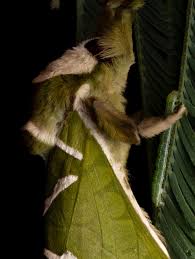 Attēlu rezultāti vaicājumam “Hepialus humuli male”