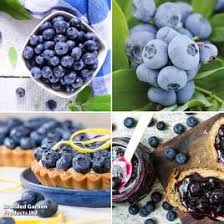 Attēlu rezultāti vaicājumam “Malva moschata alba fruit”