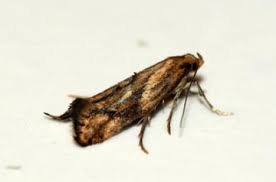 Attēlu rezultāti vaicājumam “Epermenia falciformis”