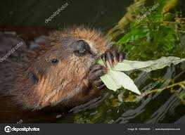 Attēlu rezultāti vaicājumam “Castor fiber”