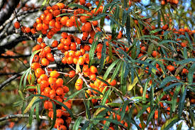 Attēlu rezultāti vaicājumam “Hippophae rhamnoides fruit”