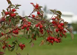Attēlu rezultāti vaicājumam “Rosa glauca leaf”