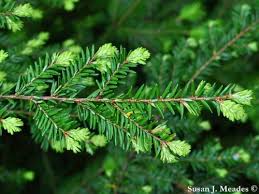 Attēlu rezultāti vaicājumam “Tsuga canadensis”